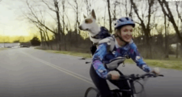 原来狗子也爱冒险，狗子刚到家时胆小如鼠，没多久就开始...