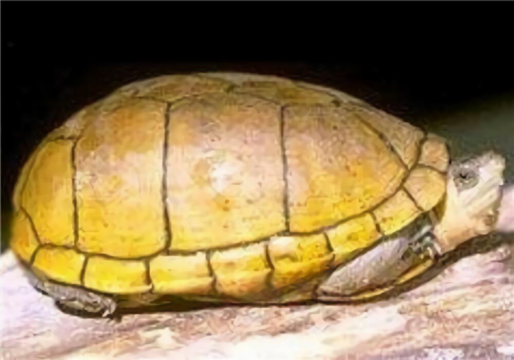 阿拉莫泥龟身份信息