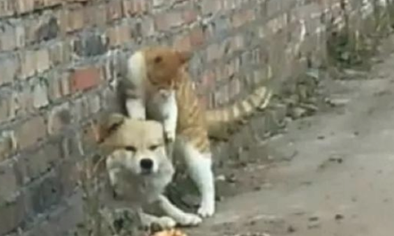 田园犬卡在墙孔被老对头胖橘猫发觉,借机刁难还撒了泡尿