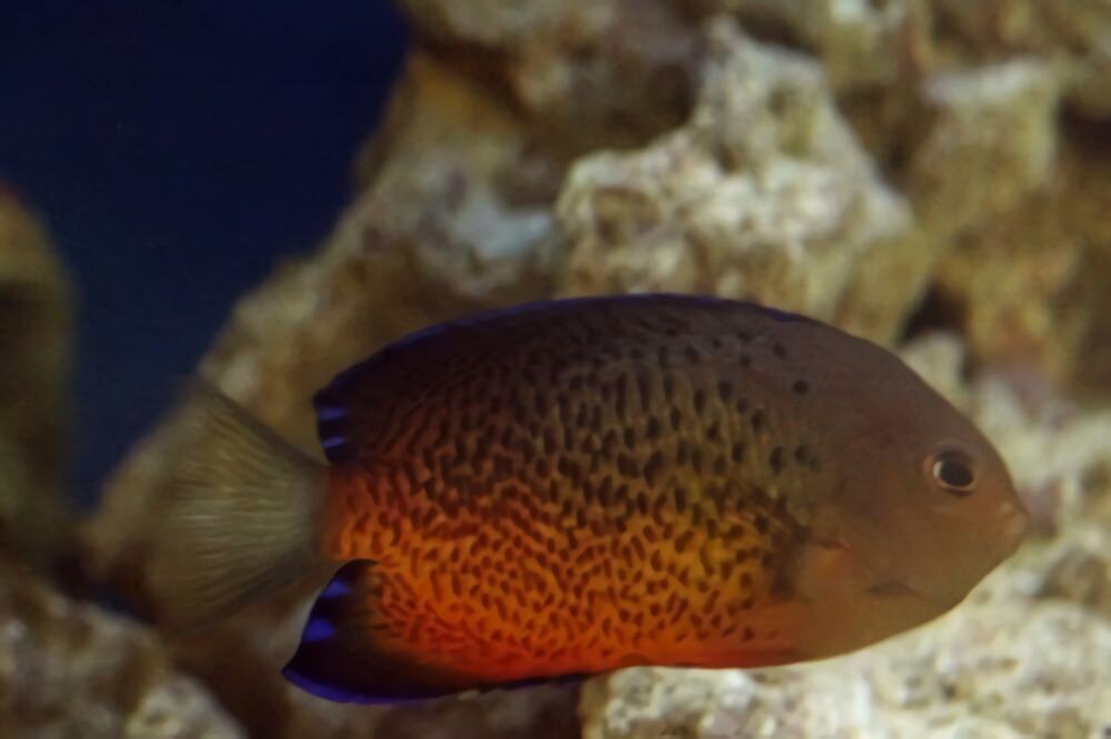 红闪电鱼身份信息