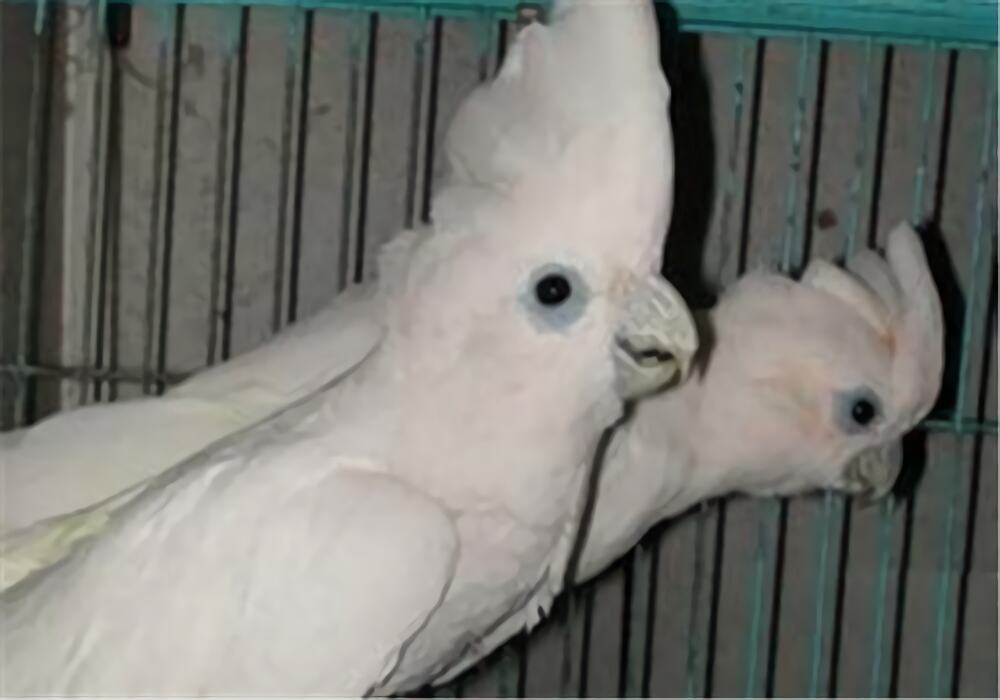 杜可波氏凤头鹦鹉身份信息