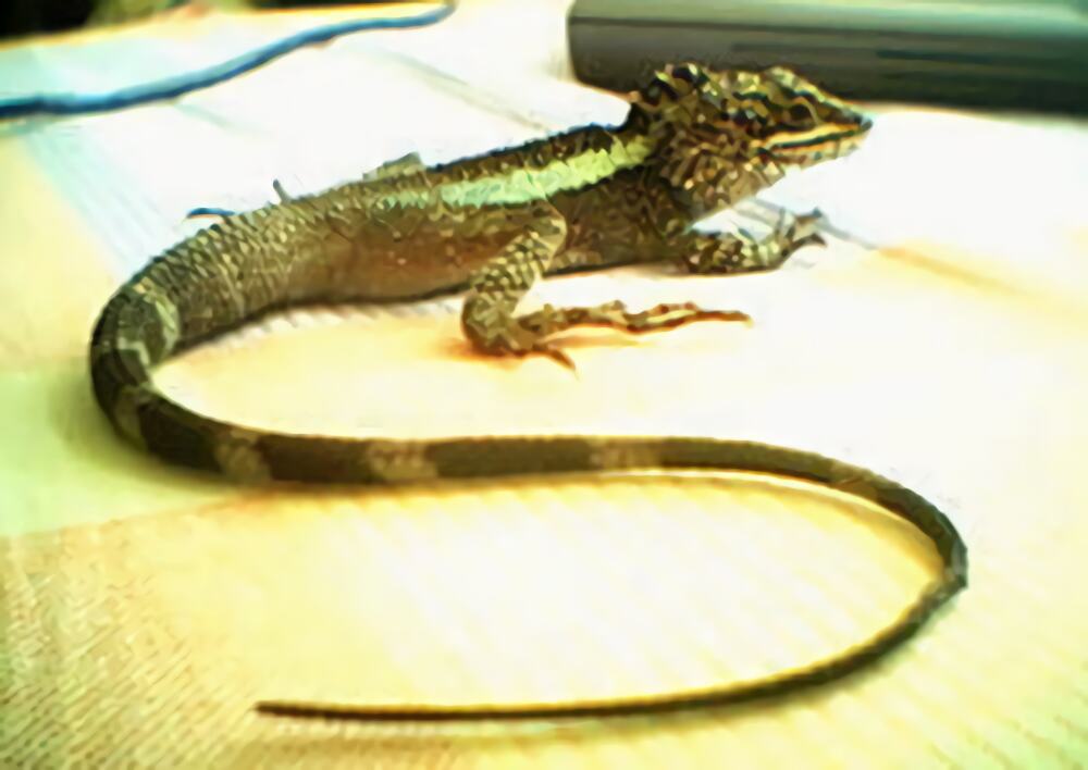 北草蜥身份信息