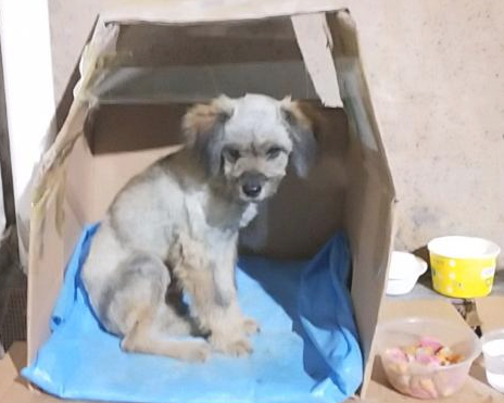 小流浪狗瘦骨嶙峋,徘徊在大门口只求寻个好人家,女生一瞬间优柔寡断了