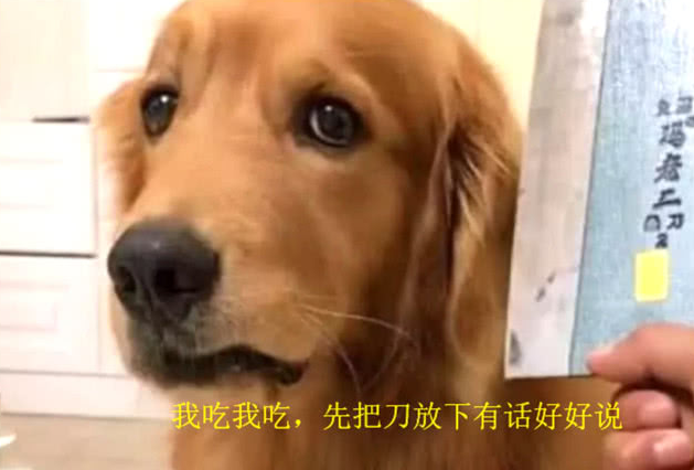 主人喂金毛吃药,它不顾一切抵御,展示武器装备后小狗的表情让人笑喷