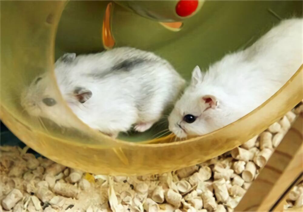 银狐仓鼠身份信息