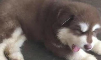 女孩骗父母说这狗长不大,大半年后,才了解它是巨型阿拉斯加犬