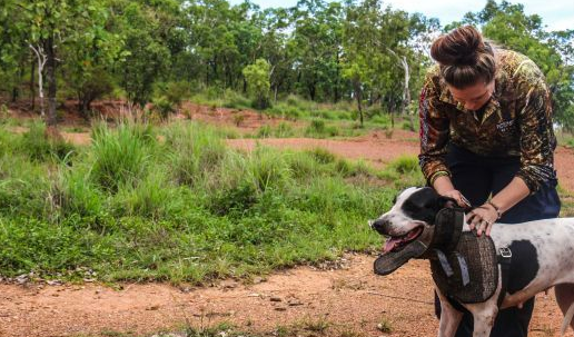 这4种猛犬,被称为“野猪的克星”,其中一种来自中国