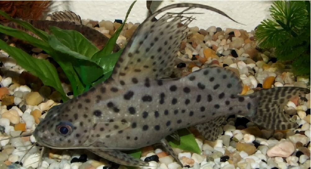 反游猫身份信息