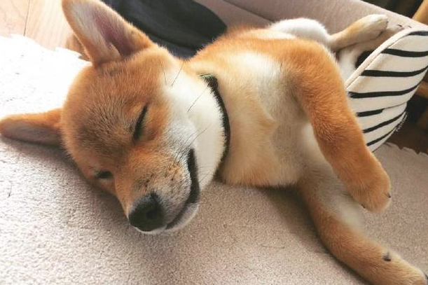 柴犬很有可能全是吃讨人喜欢成长的,自小就会有一张痊愈力100分的圆脸