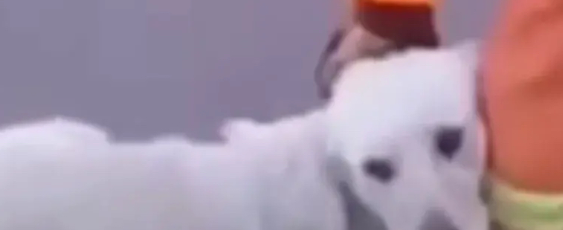 消防员洪水中救了狗狗一命,狗狗搂着消防员大腿不让走,感动