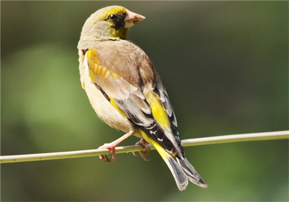 金翅雀身份信息