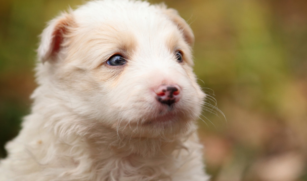 狗狗患病治不好了主人含泪为它安乐死,临死前狗狗的眼神让人难忘