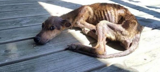 狗狗沦落荒岛，依靠虾干和降水存活，被救时瘦得只剩一身皮包骨头