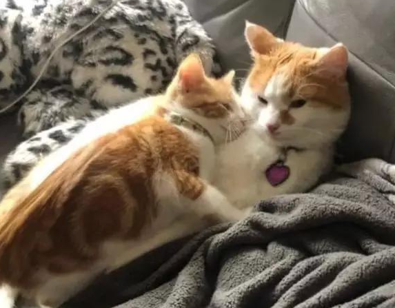 男子暂时收养流浪橘猫,不料橘猫成功讨好家里猫狗:留下它