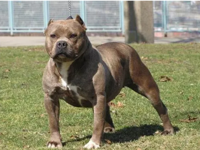 比特犬大哭视频 | 比特犬被主人丢弃在收养所,知道主人不要它后,狗狗都要哭了