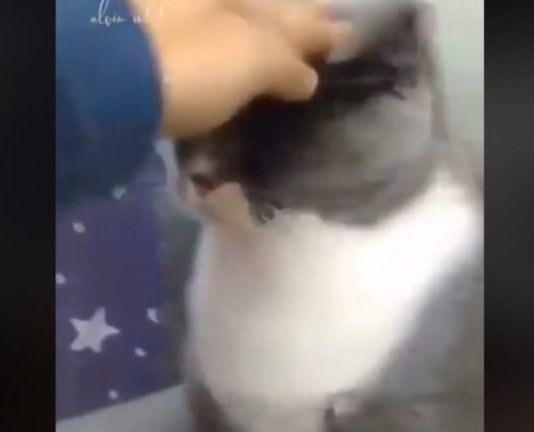 下马威让你知道谁是老大！ 小猫被霸凌幸好马麻来救场