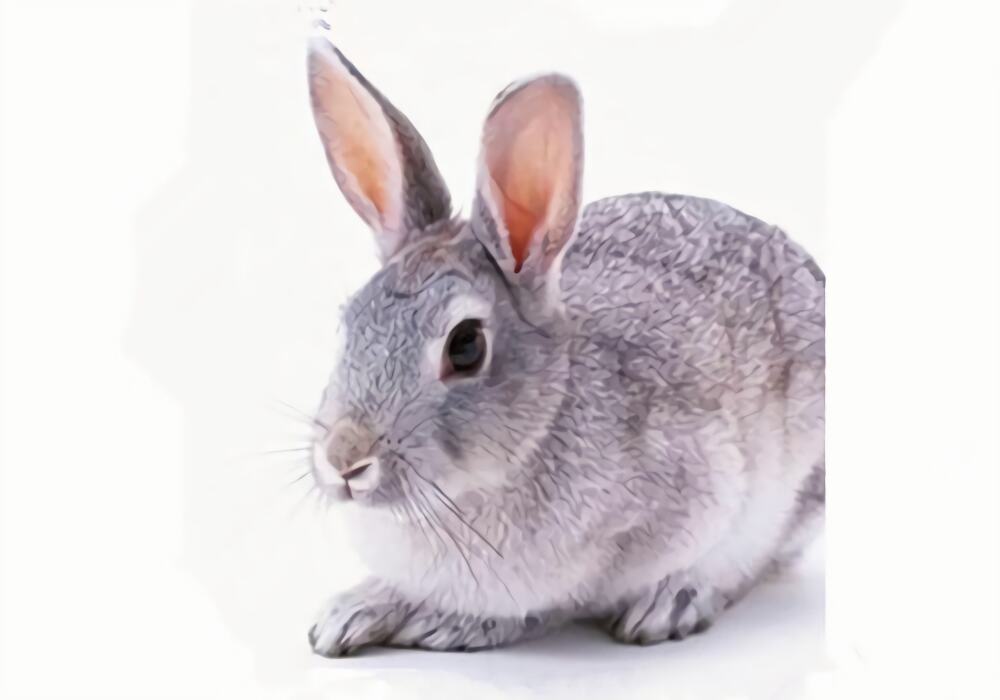 青紫蓝兔身份信息