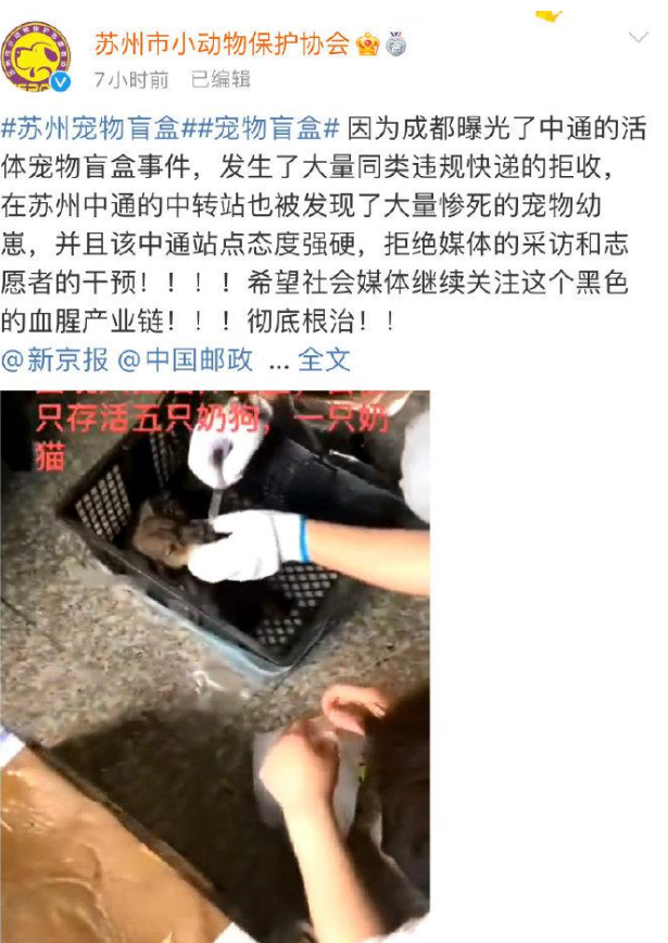 苏州再现活体宠物盲盒 30余猫狗幼崽在中通快递中转站淋雨一整夜