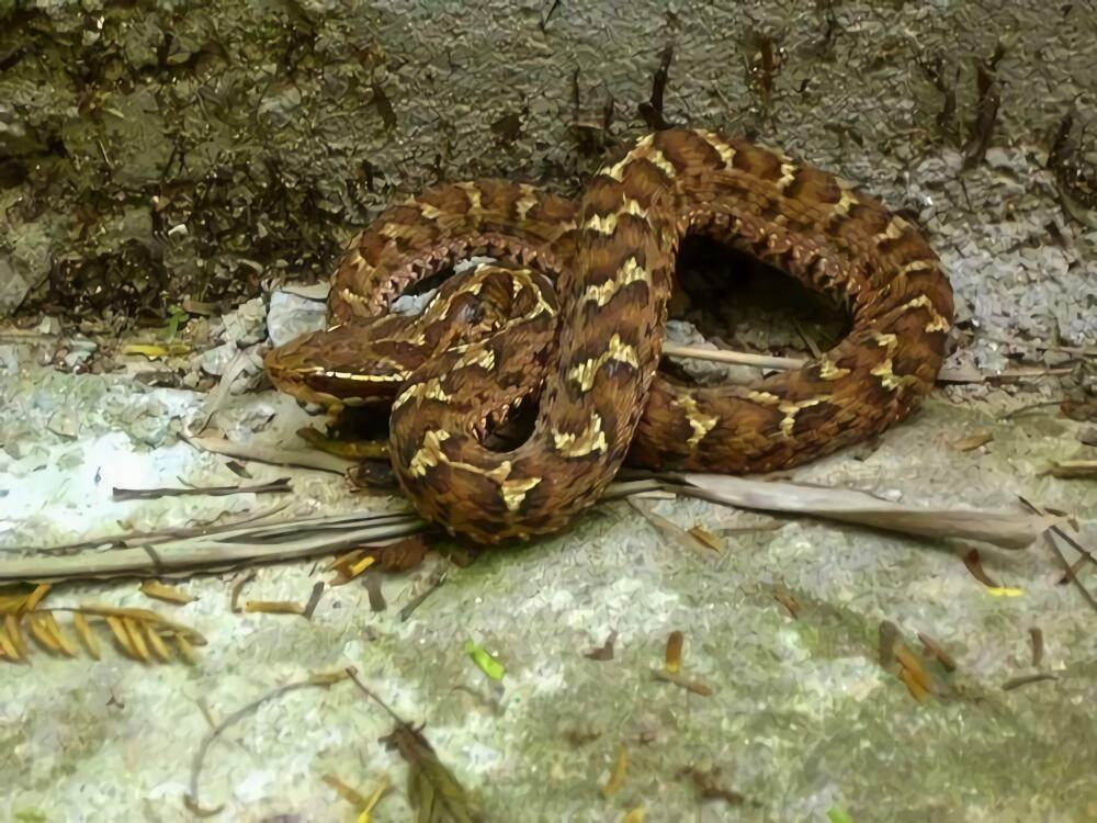 白眉蝮身份信息