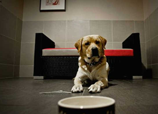 离家两千里 宠物狗半年后喜回主人怀抱