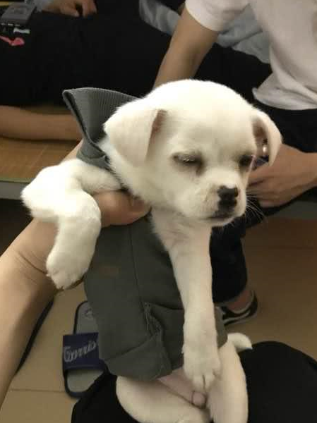 女孩在花丛中发现流浪的小狗,带回家萌了一波