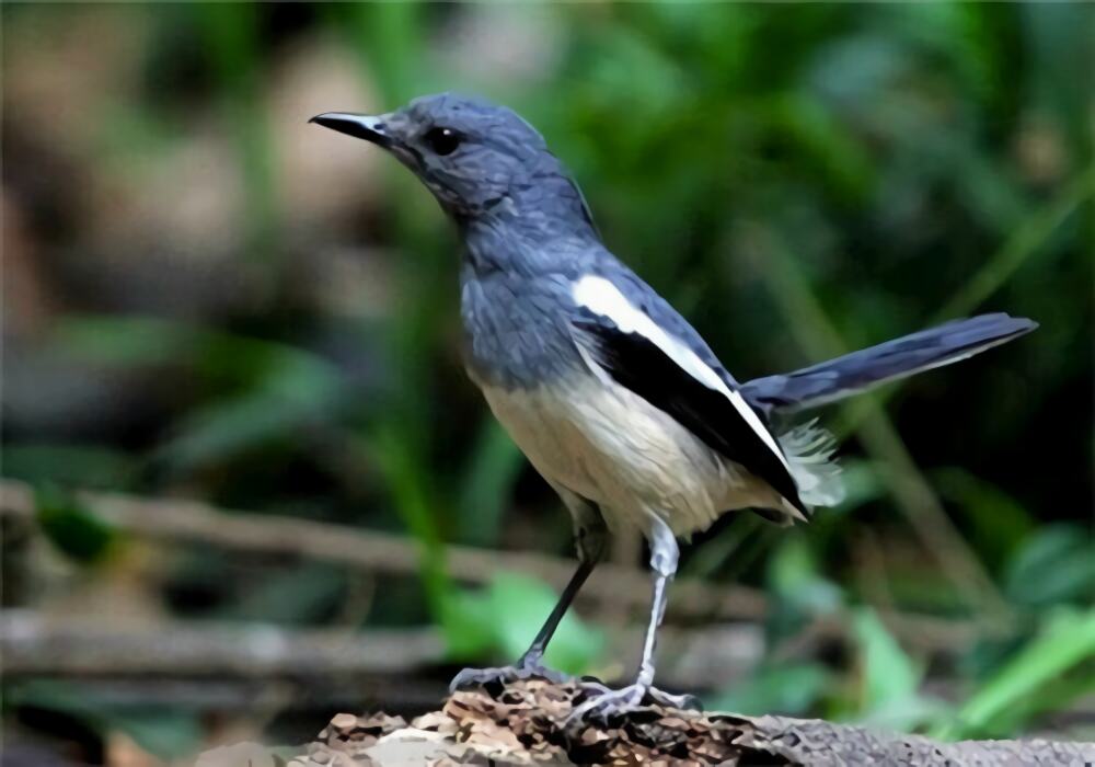 四喜鸟身份信息