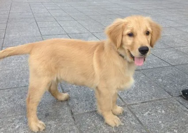 未戴嘴套金毛犬挣脱牵引绳咬伤泰迪犬,金毛犬主人被判全责