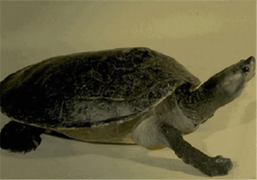 巴达库尔龟身份信息