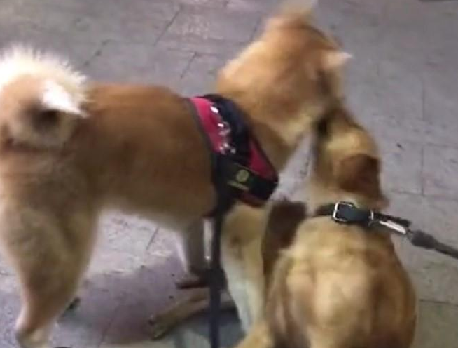 宠物犬子打架斗殴输掉,赖在地面上不动,非得主人给它复仇