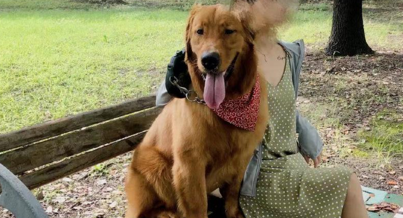 金毛犬托运途中死亡 宠物托运公司被指擅自将空运改陆运