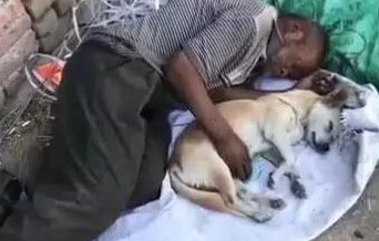 狗狗陪主人家漂泊云泥,每日不离不弃,不嫌贫爱富!