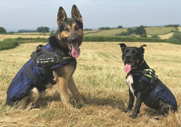 警犬的“黑史”？黑脸大个儿的儿时，竟然是靠装萌渡日