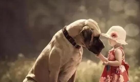 孩子与狗狗真的不能共存吗?看看国内外专家是怎么说的!