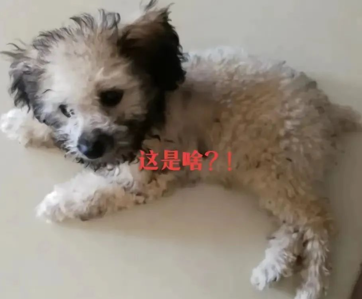 买只狗子老板说是灰贵,越长越好看,可结果