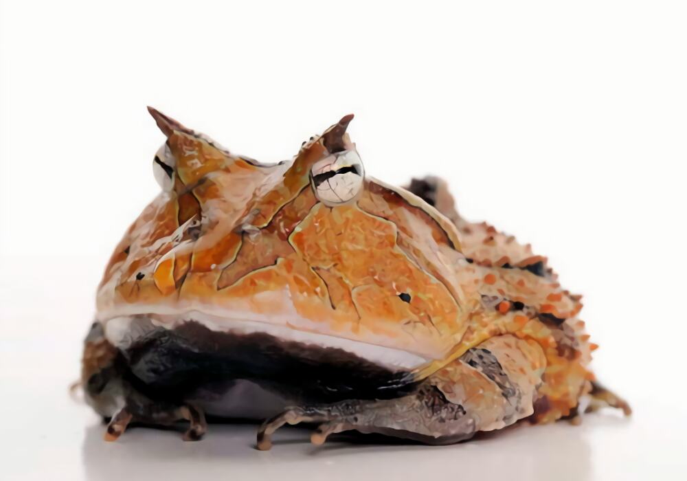 亚马逊角蛙身份信息