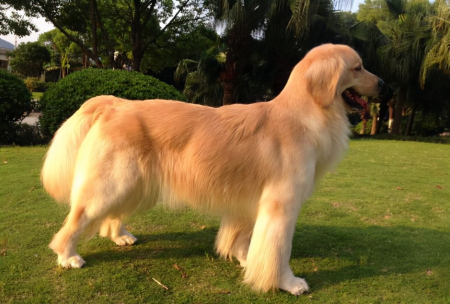 “肢解金毛犬、宠物狗被杀”等事件频频发生,动物保护法立法迫在眉睫