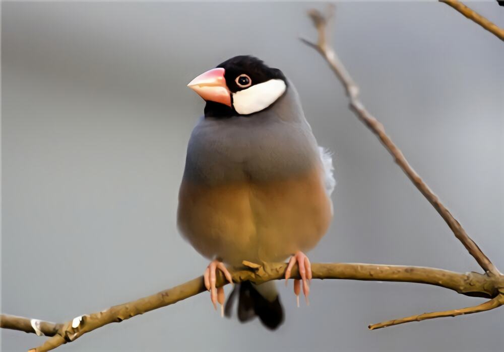 灰文鸟身份信息