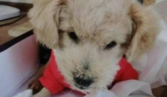 流浪小狗受伤向人求救,却被路人一脚踹开