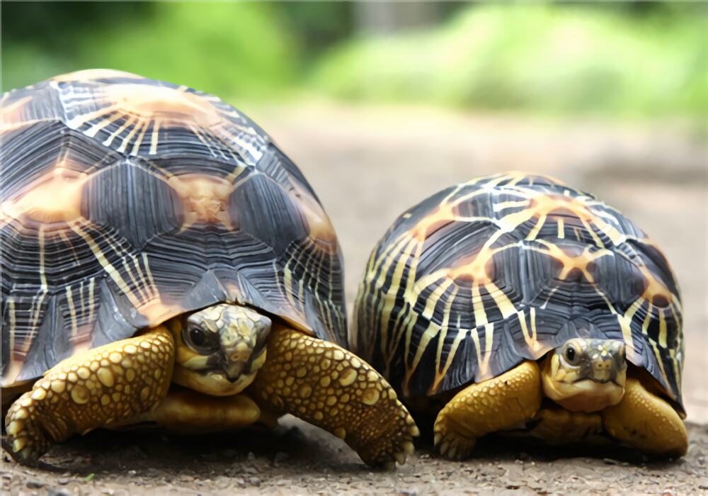 辐射陆龟身份信息