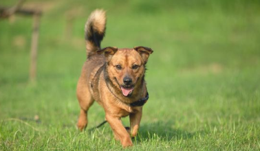 中华田园犬为什么当不上小狗警犬?土狗有这5个缺陷 网民懂了