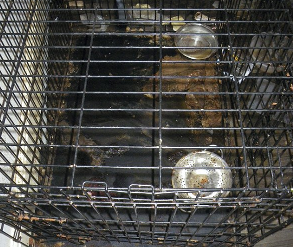 女子因分手饿死宠物狗抛尸垃圾堆 因涉嫌虐待动物被判18个月缓刑