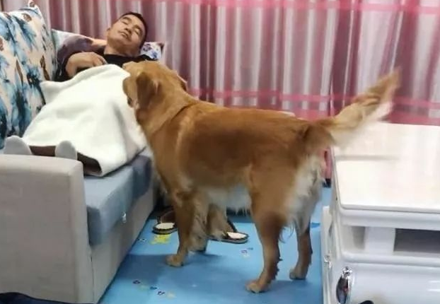 主人睡觉有点冷,拿了金毛狗狗的被子,金毛的做法亮了