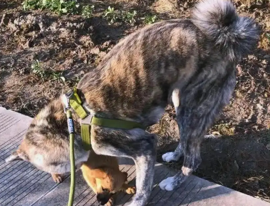 重庆恶犬伤人事件:遛狗不拴绳,逍遥法外3个月
