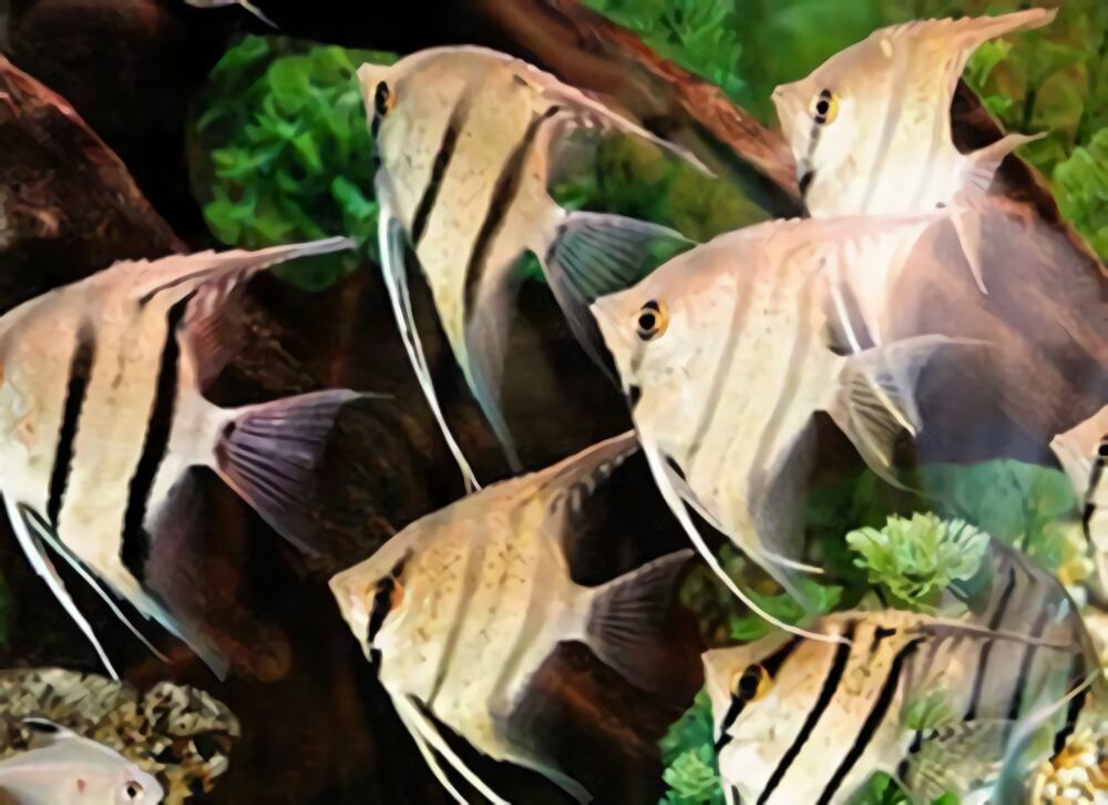 神仙鱼身份信息