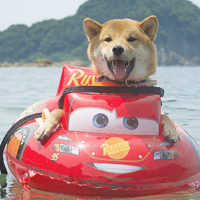 男子带柴犬飘流，本认为它会担心，結果狗狗的神情太搞笑了