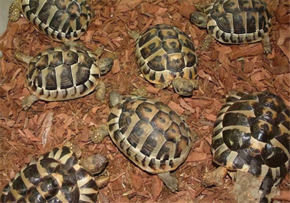 西部赫曼陆龟身份信息