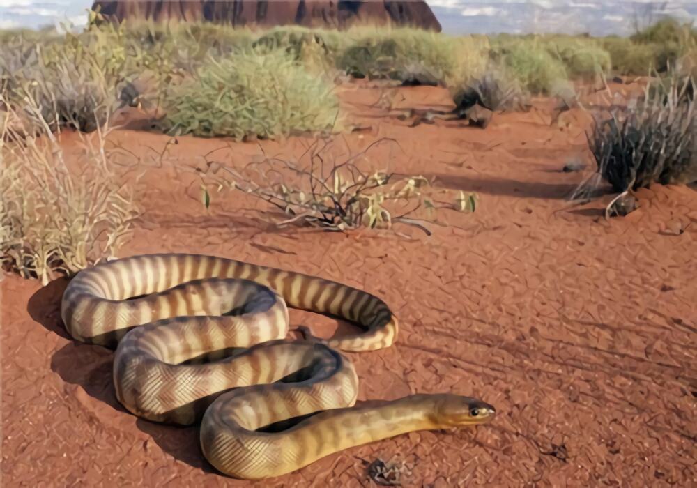 太攀蛇身份信息