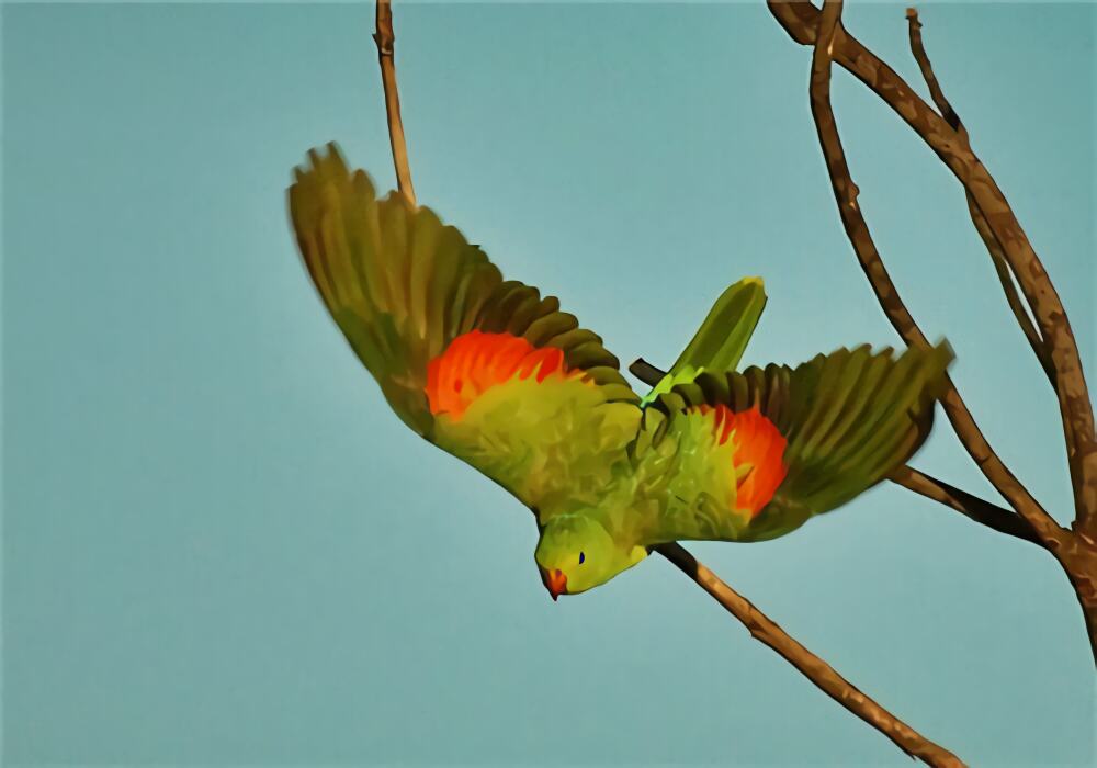 红翅鹦鹉身份信息