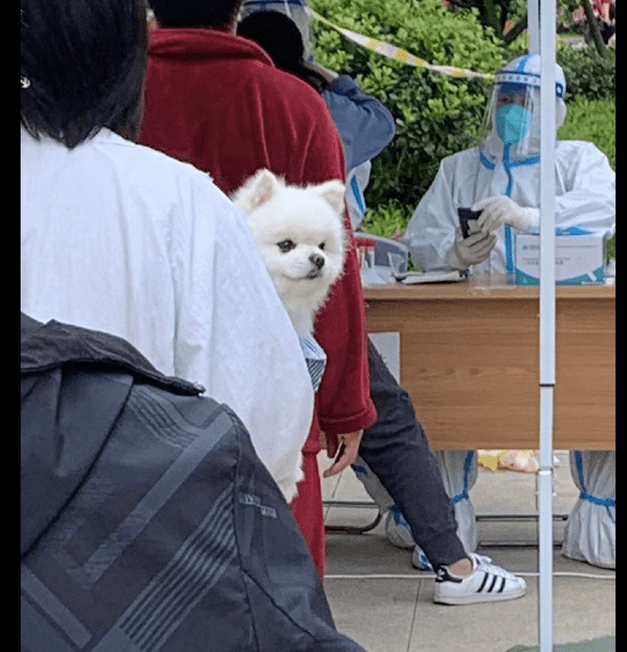 女孩带上狗狗一起来做核酸检测,它看上去很开心:总算可以下楼梯了