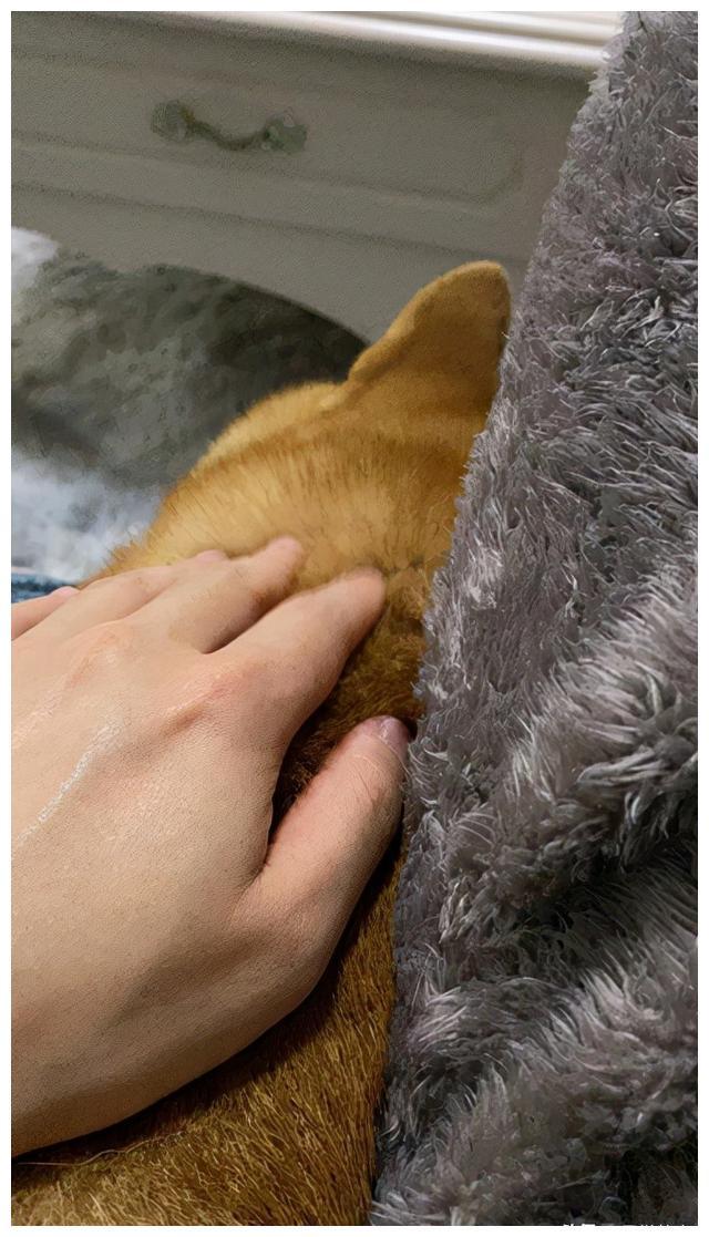 800元的柴犬、500元的布偶猫,我来到了宠物们的“人间炼狱”